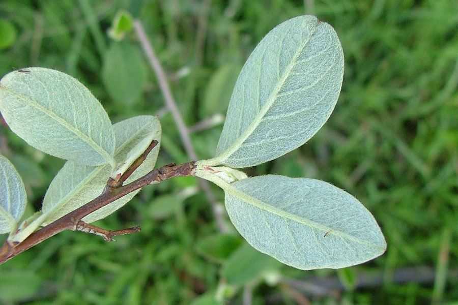 Holly Liso - Vista 3